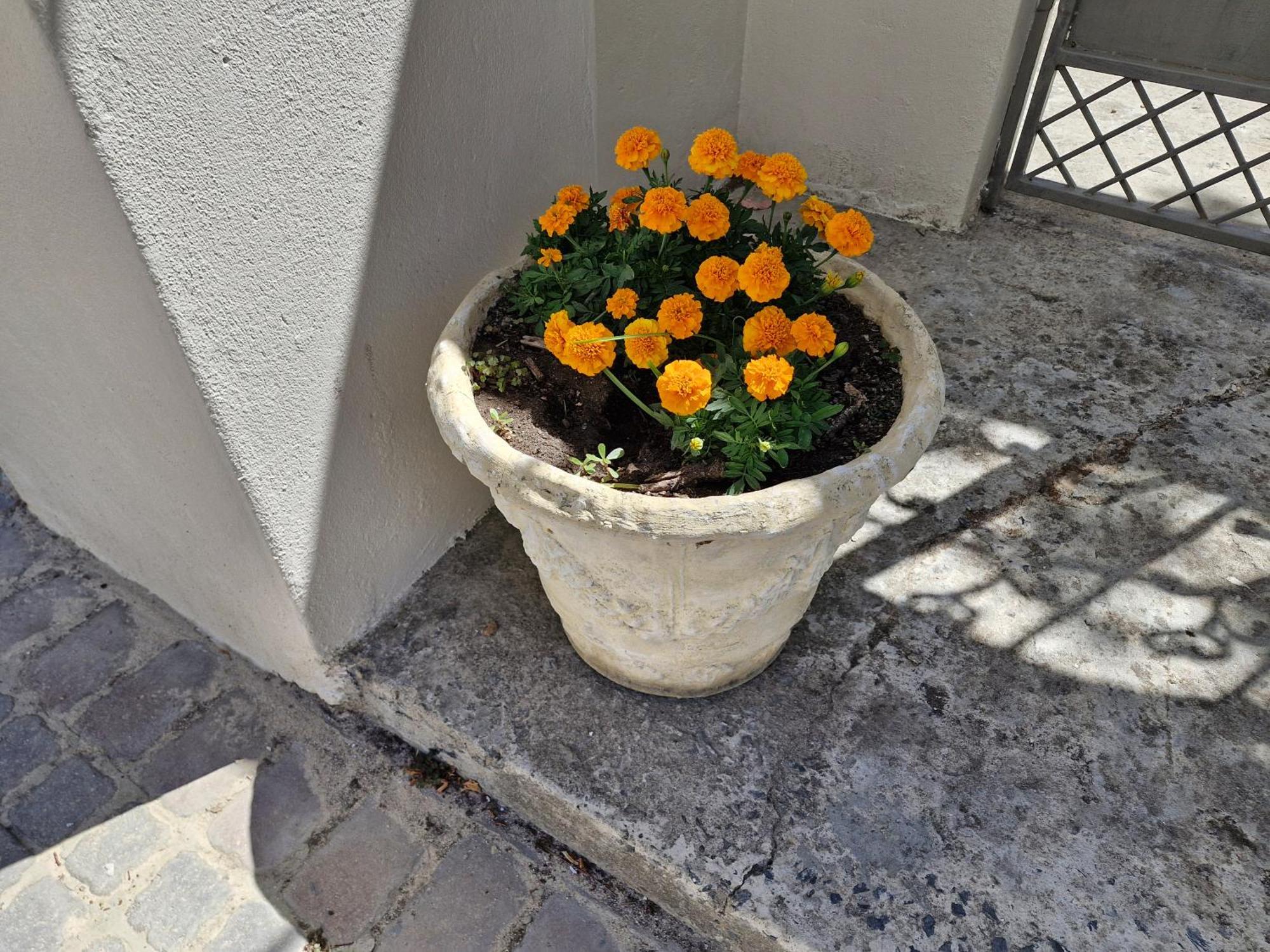 The Botanical House Apartment Somerset West Ngoại thất bức ảnh